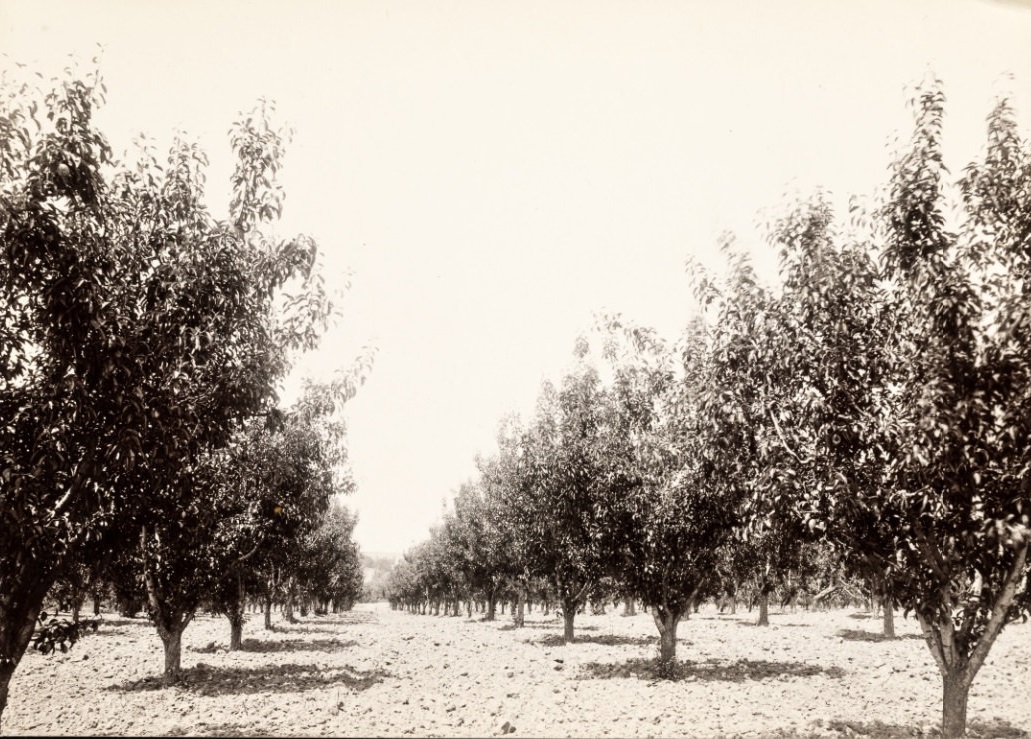 Andrew Frei fruit trees, 1890