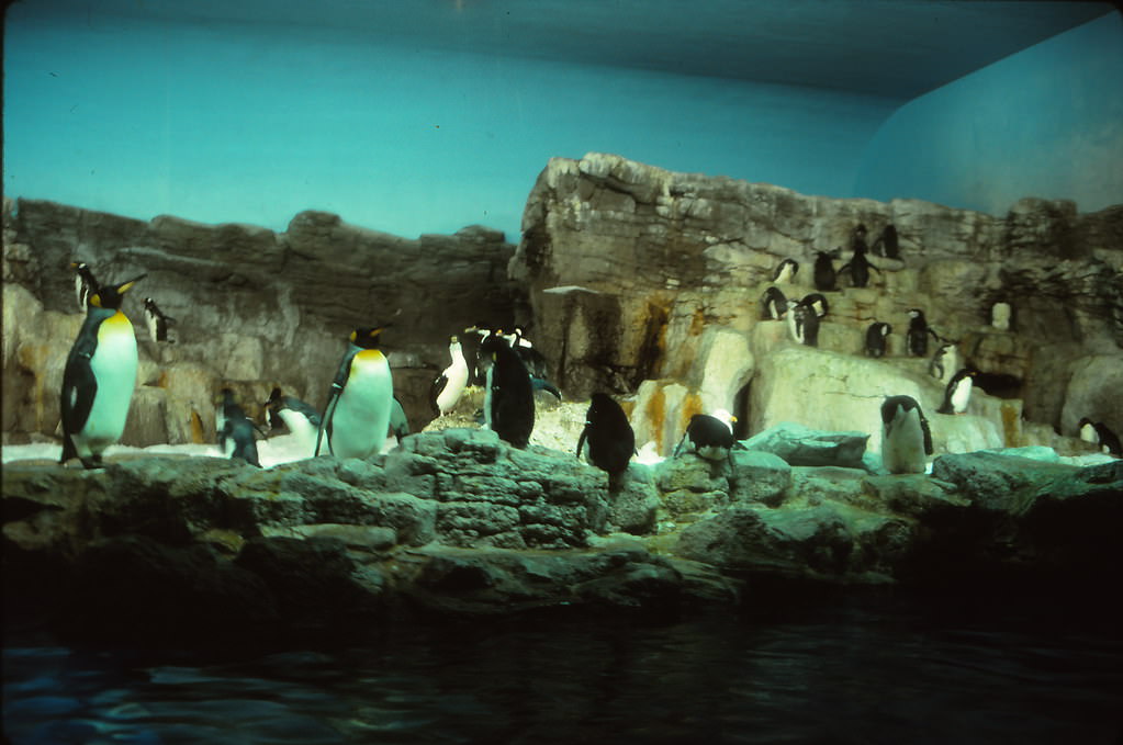 Penguins at SeaWorld, Orlando, Florida, 1996