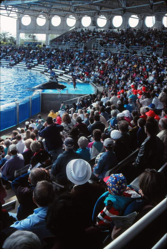 Ian & Mary Anne watching "Shamu" at SeaWorld, Orlando, Florida, 1996