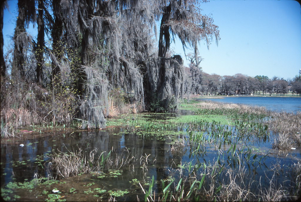Along Lake Jackson, Florala, Alabama, March 1992