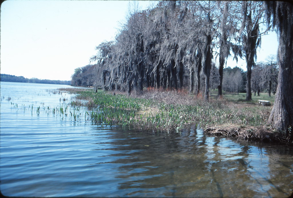 Along Lake Jackson, Florala, Alabama, March 1992
