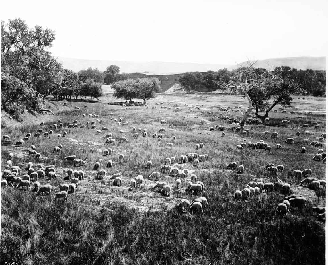 Flock of sheep grazing in Pinoche Valley, Fresno, 1900