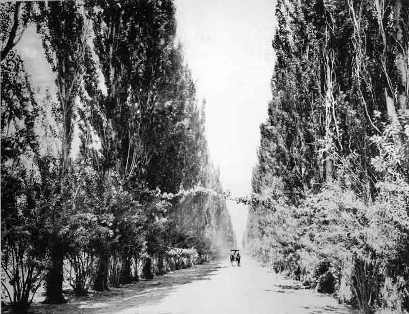 Avenue in Eisen Vineyard Fresno California, 1890