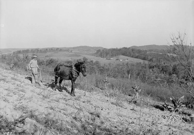 Boy plowing potato field with a mule and bull-tongue plow on steep slope on J. W. Melton farm on Andersonville, Tennessee, road, October 1933