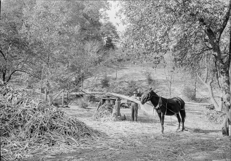 Grinding sorghum cane at the Stooksberry homestead near Andersonville, Tennessee, October 1933