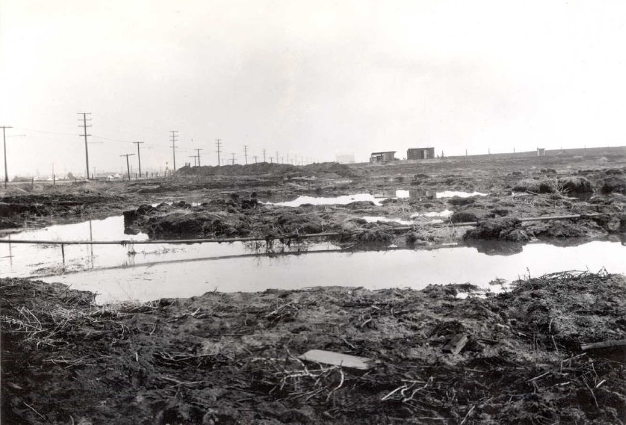 Peat Left from Fire, 1927