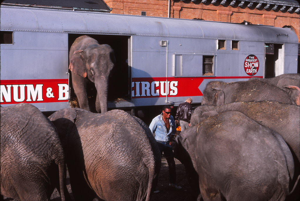 The Elephants have arrived, Madison, Sept 1986