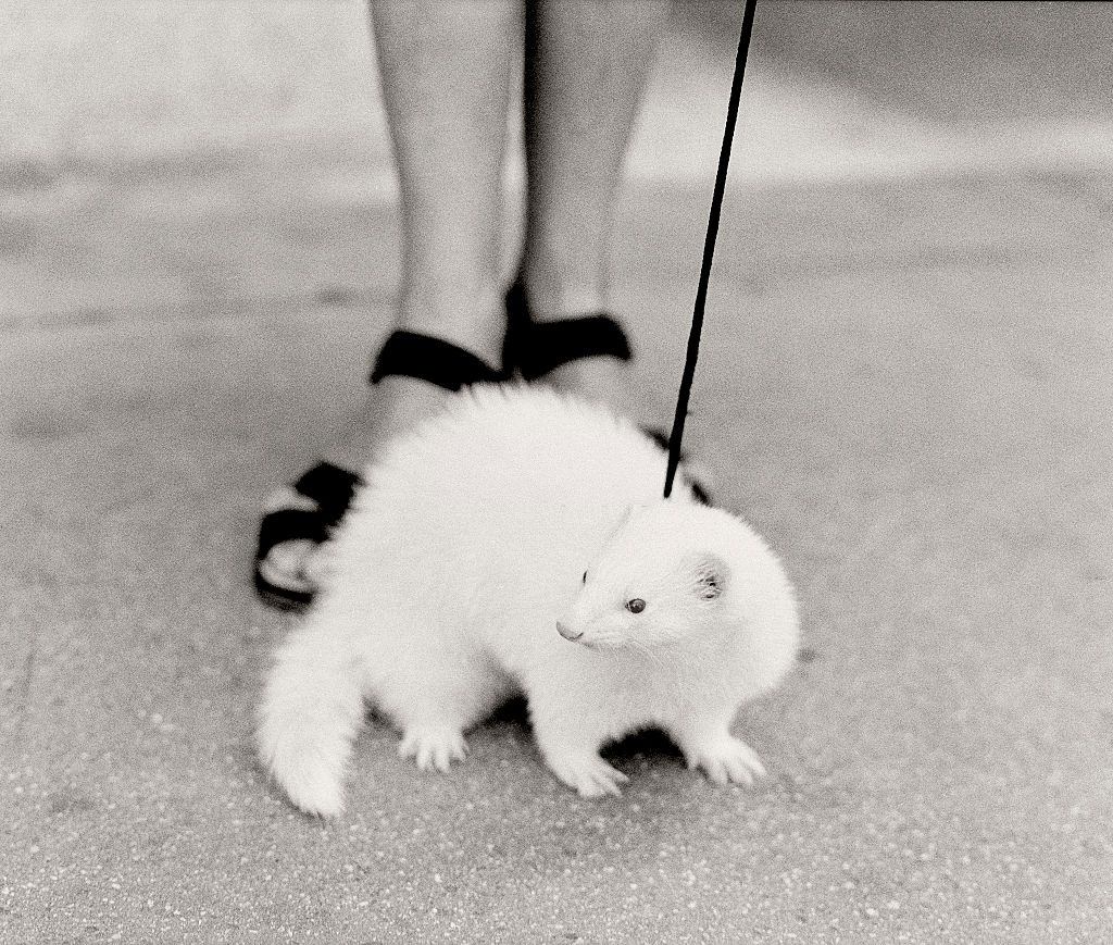 Ferrit on a lead, Lincon Mall, Miami Beach, Florida.