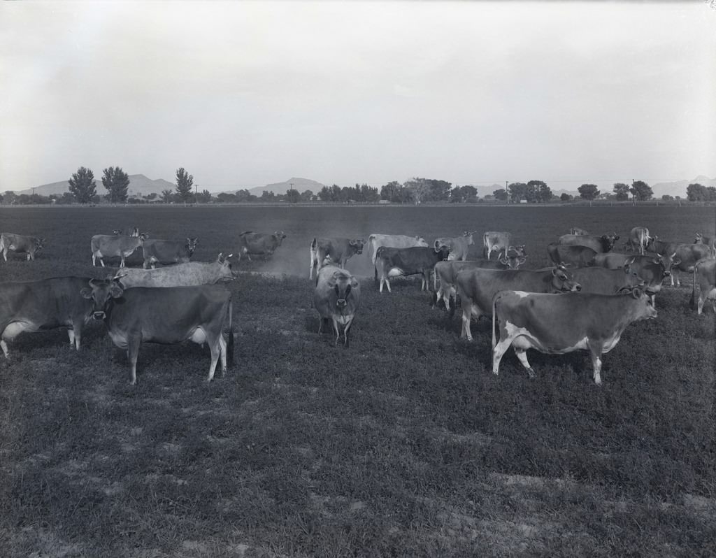 Dairy Cows, Phoenix, 1940