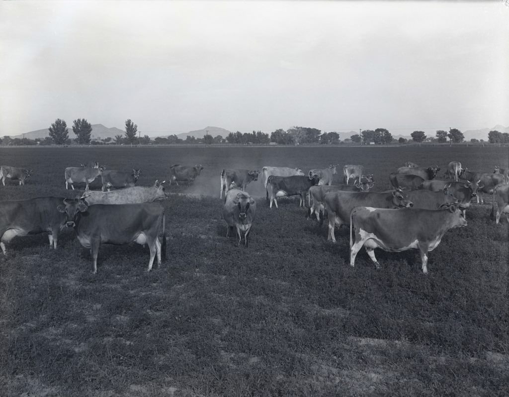 Fascinating Historic Photos of Phoenix, Arizona in 1940