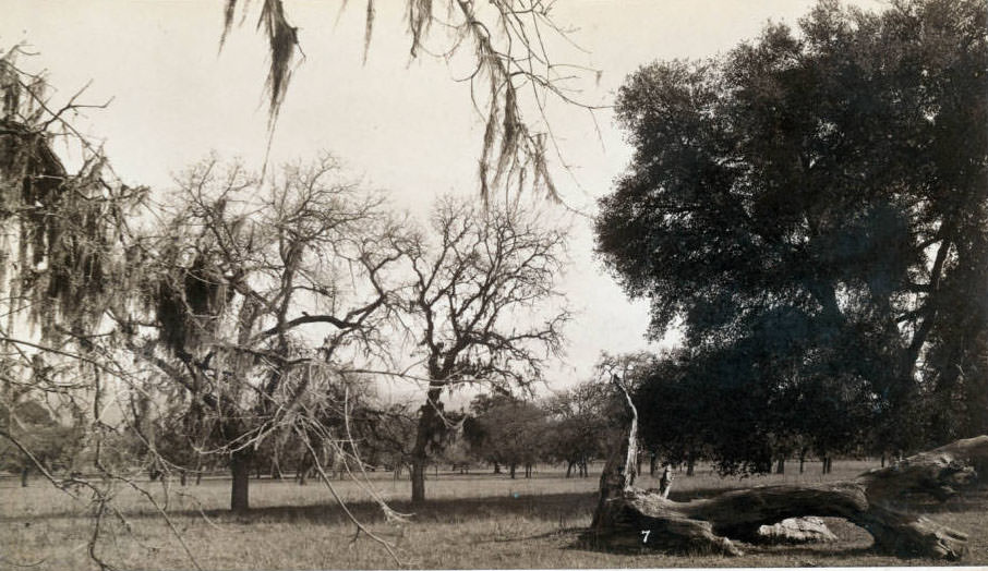 Northwest corner of San Martin Ranch, 1892.