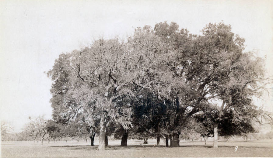 Oak trees on San Martin Ranch, 1892.