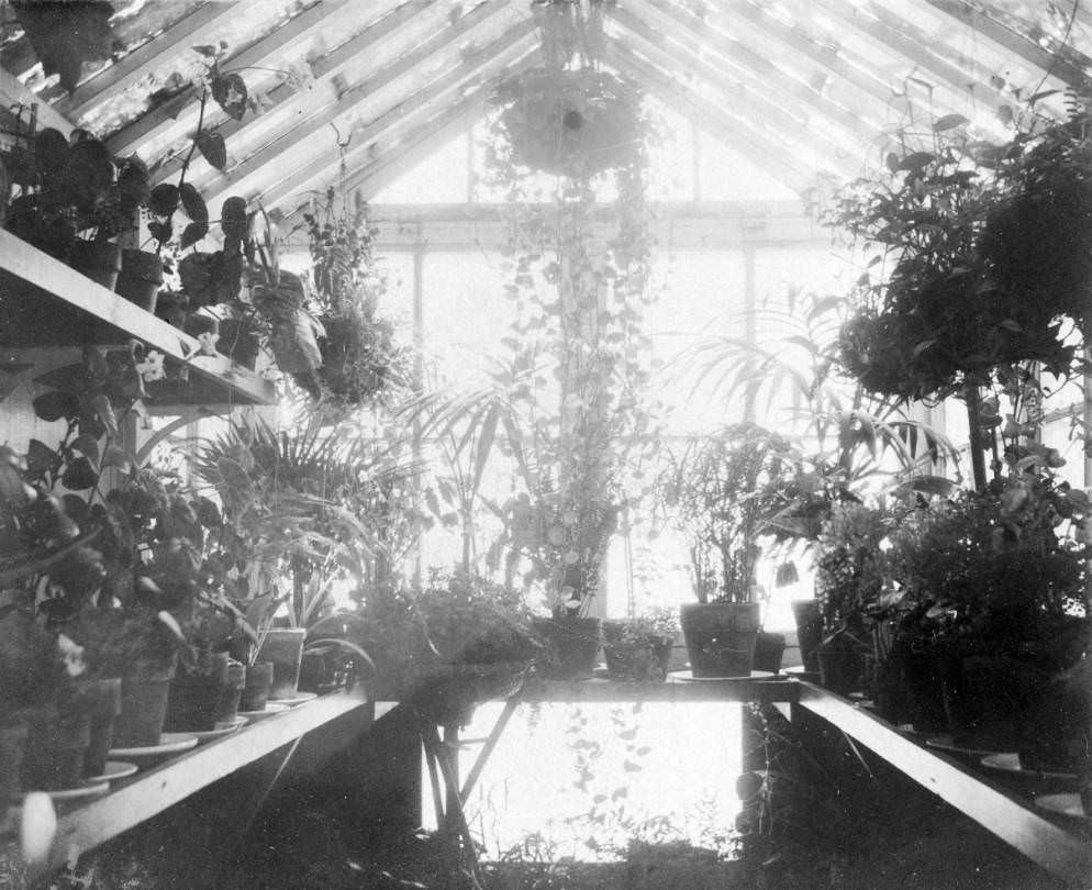 Santa Clara County Greenhouse interior, 1897.