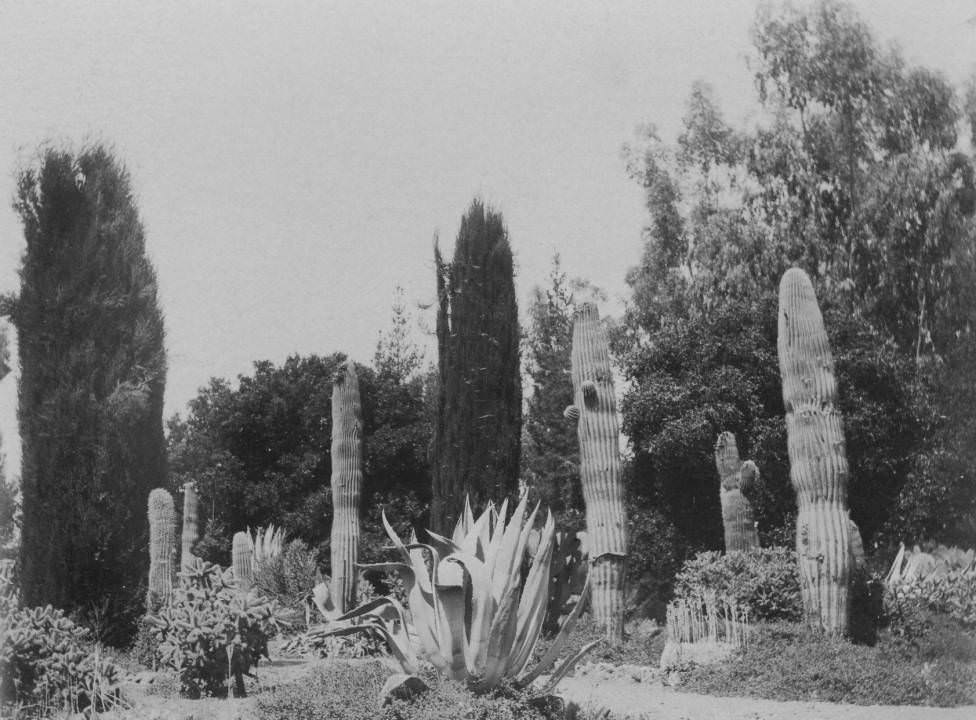 Stanford University cactus garden, 1897.
