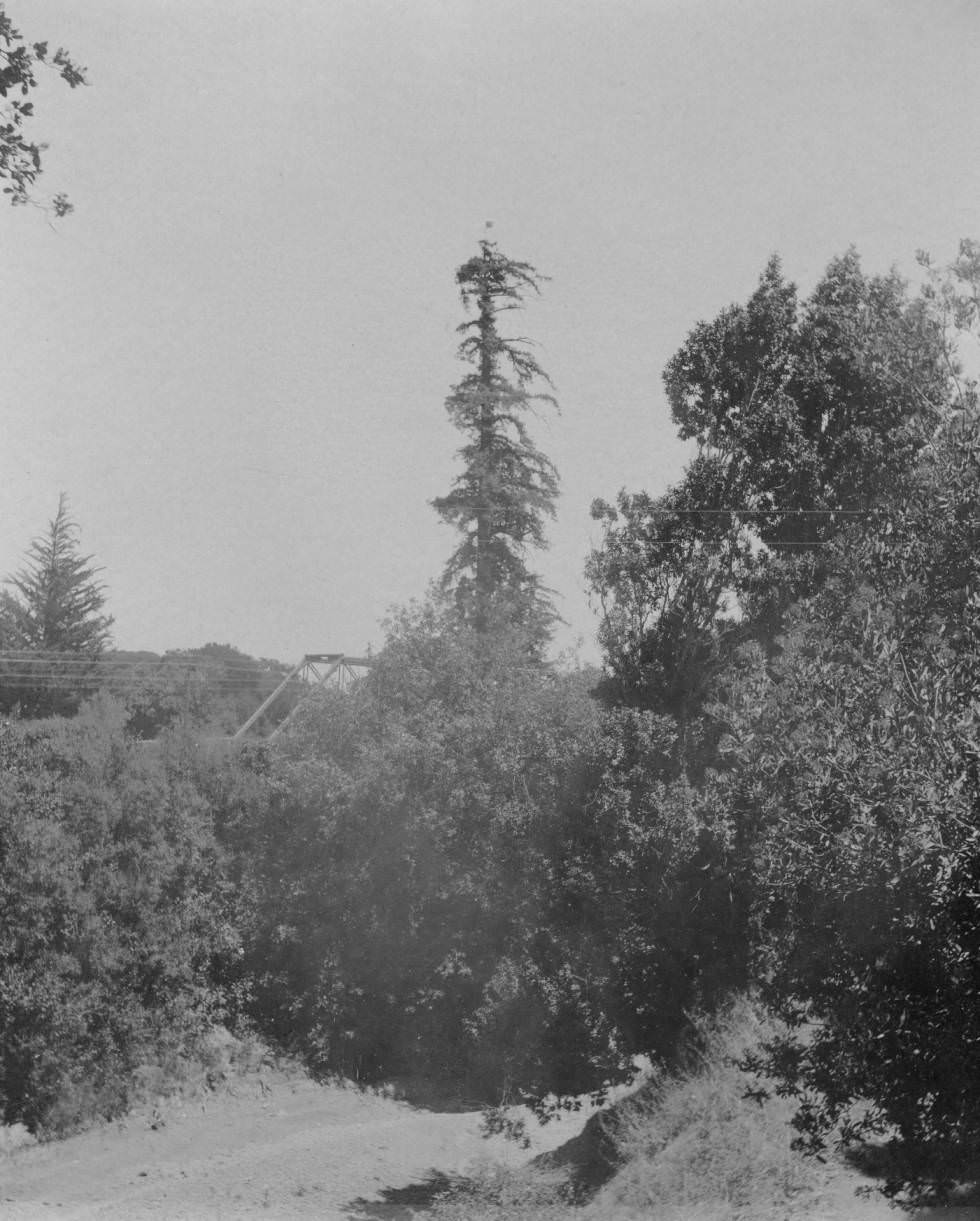 Tall tree at Palo Alto, 1897.