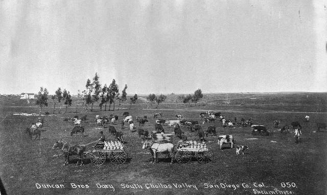 Dairy cows at the Duncan Brothers dairy farm in the Chollas Valley, 1895