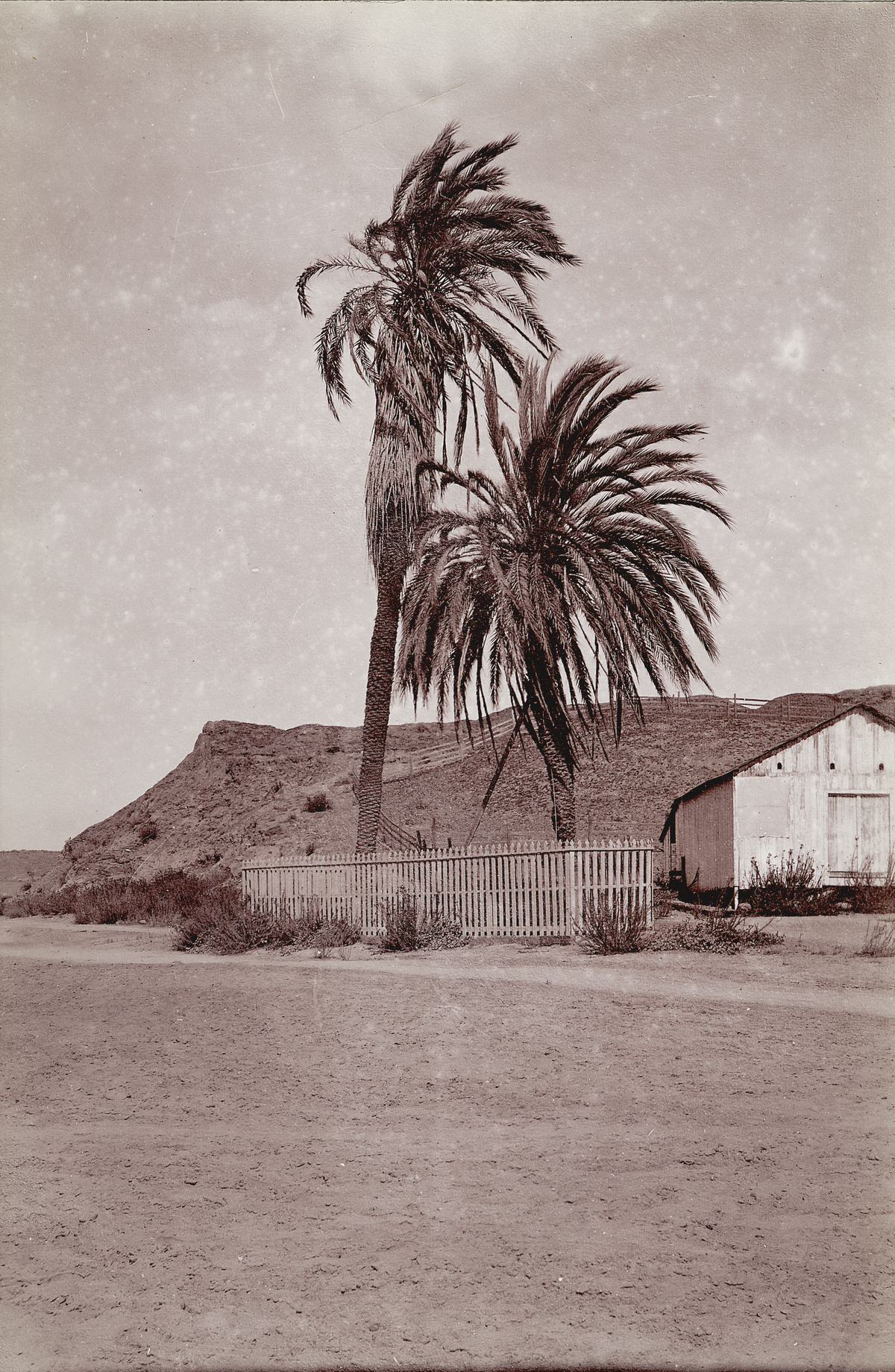 Palm Trees at Old Town, 1890