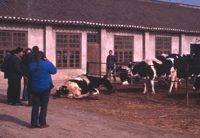 Commune dairy cows, Shanghai, 1970s
