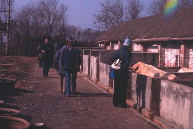 Commune pigs, Shanghai, 1970s