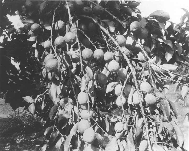 Branch of lemons, 1880s