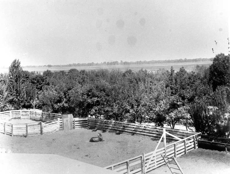 Bellevue Ranch corral, 1880s