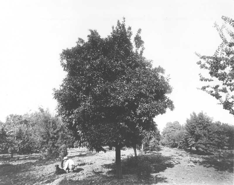 Orange trees, 1880s