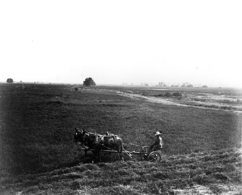 Lakeside Ranch field, 1880s
