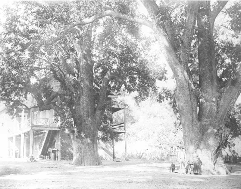 Fort Tejon Oaks, 1880s