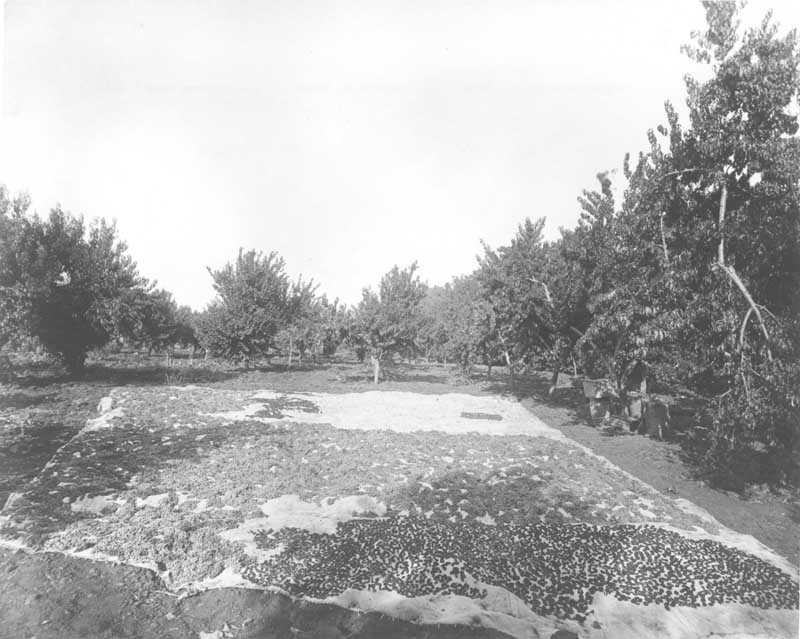 Raisins and figs drying on burlap ground cloth at Rancho El Tejon, 1880s