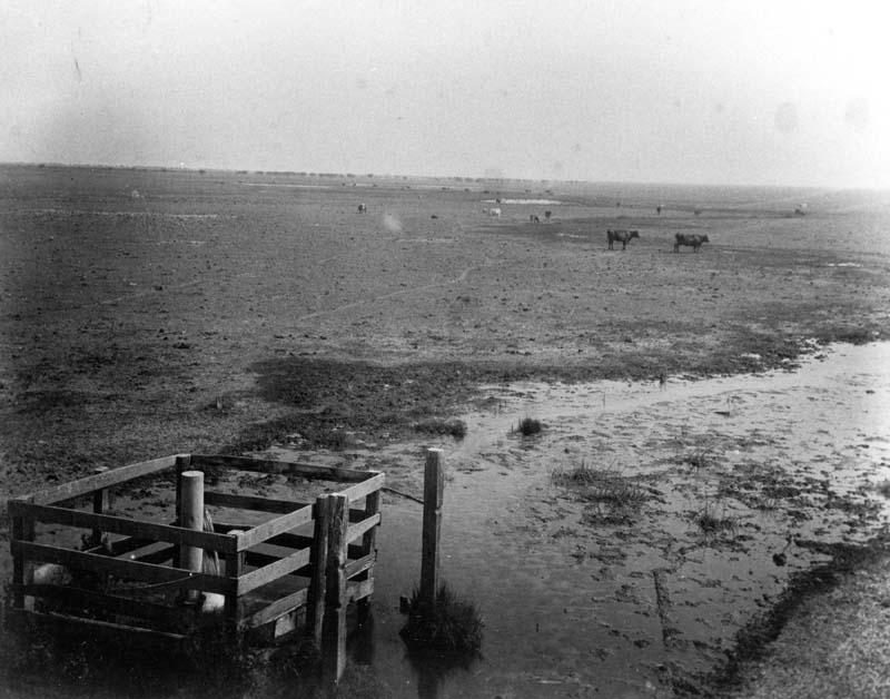 Lakeside Ranch pasture, 1880s