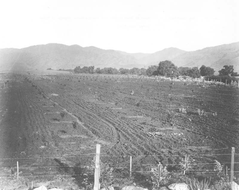 New plantings, 1880s