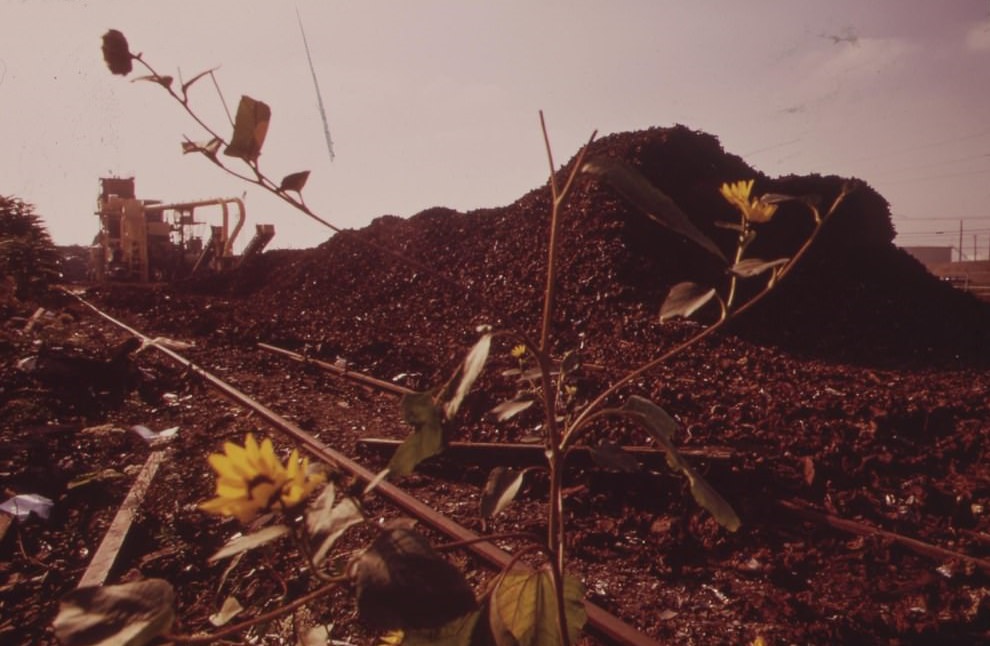 Flowers Bloom In A Junkyard, August 1973