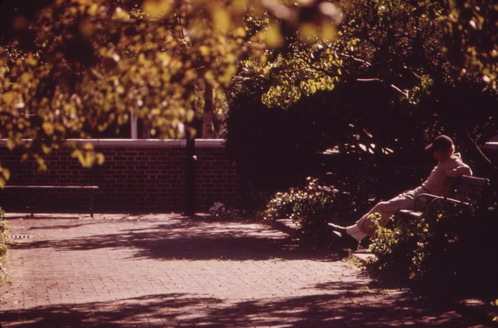 Quiet Greenness Of A City Park, August 1973