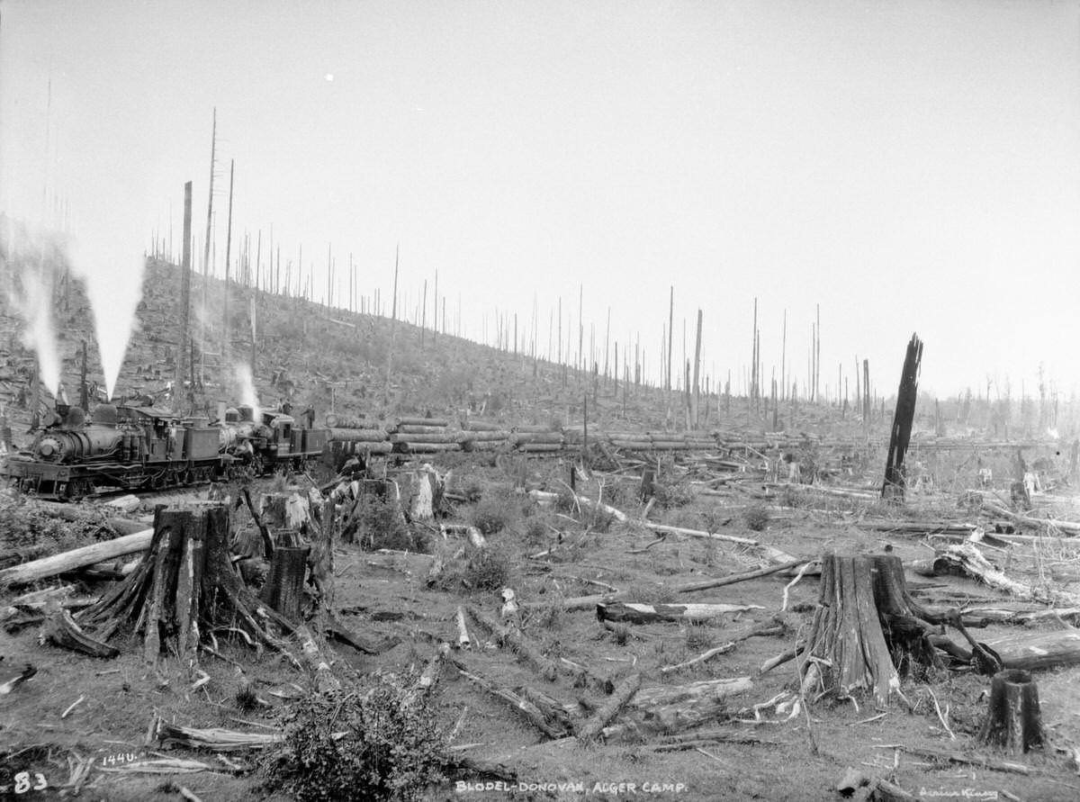 Firemans Side, 3 Truck Shay Locomotive #7 & 3 Truck Climax Locomotive #1 With a String of Loaded Log Flats