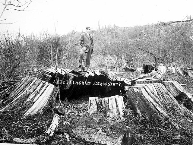 Old growth cedar stump, 1912