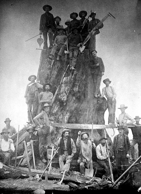 Early Whatcom County logging photo showing the tools of the trade