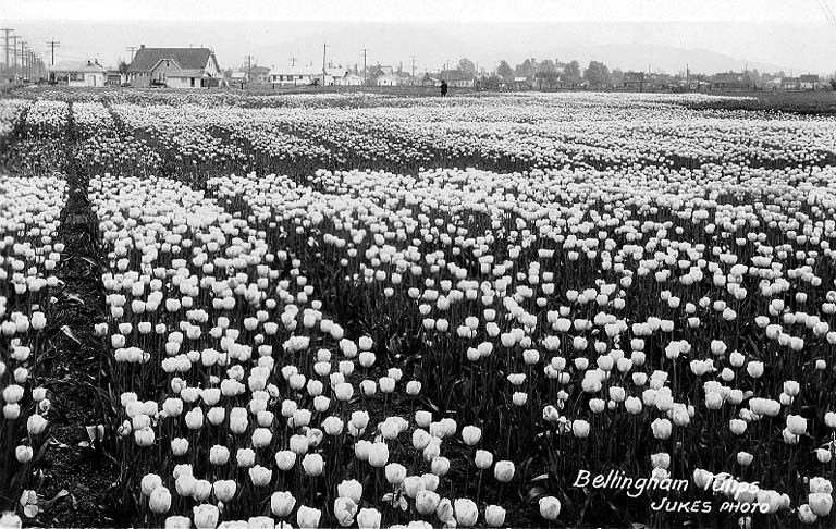 Bellingham tulip fields 1898-1929