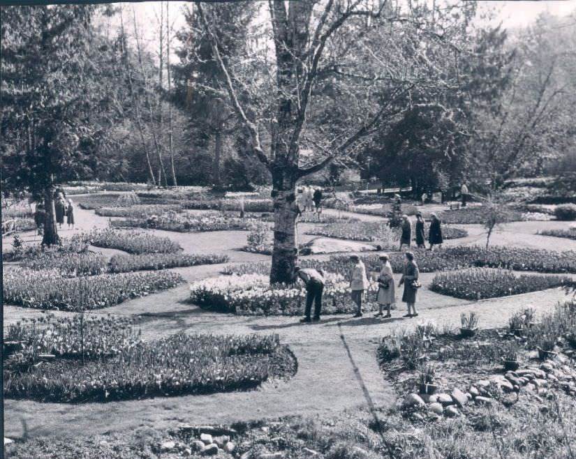 Chuckanut gardens, 1960