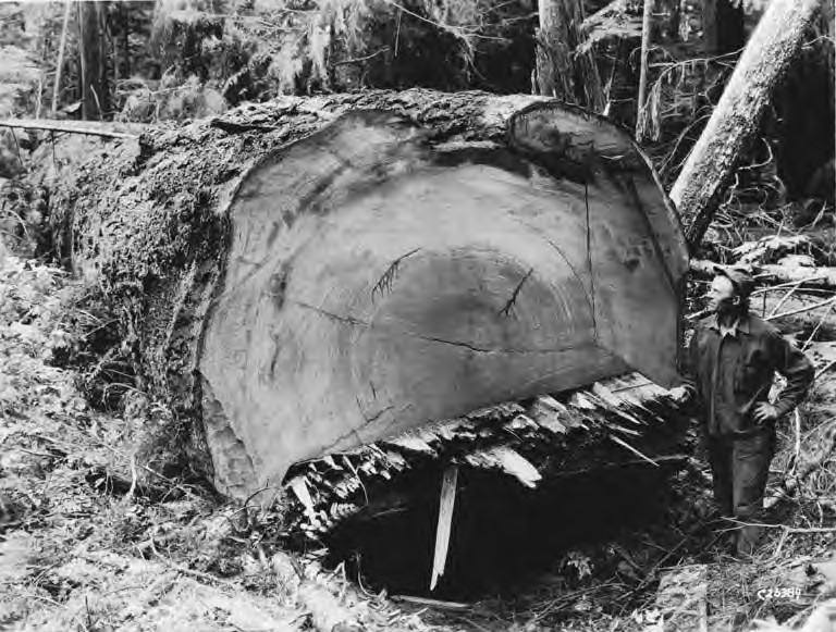 Early logging – old growth Douglas fir