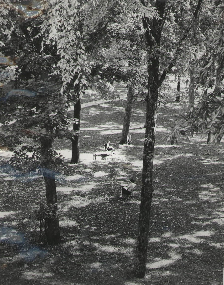 Trees- From Morrison Dorm, 1963