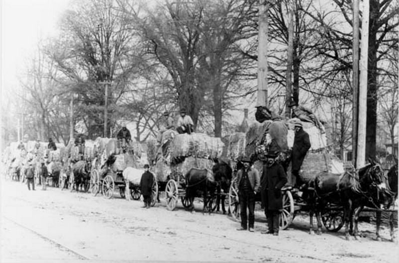 Farmers lined up to bring their cotton to Charlotte market, 1900