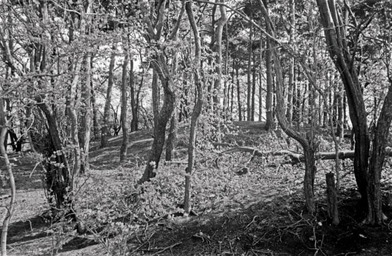 Hampstead Heath, Tumulus, 1977