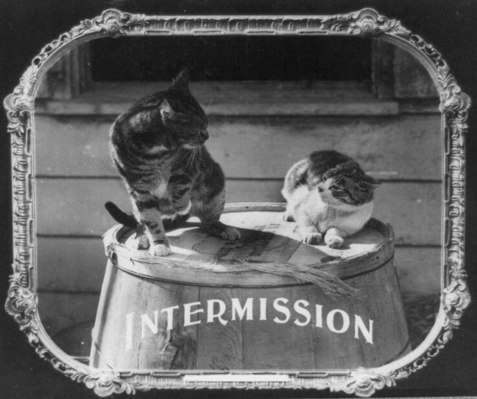 A picture of two cats relaxing on a wooden barrel was used to announce the ‘intermission’.