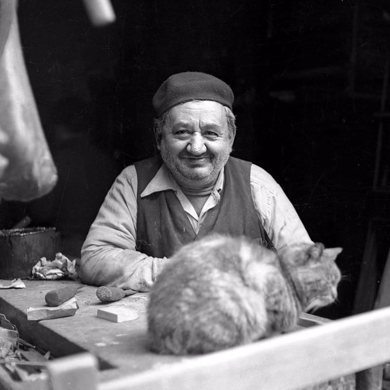 Cat resting at butcher shop