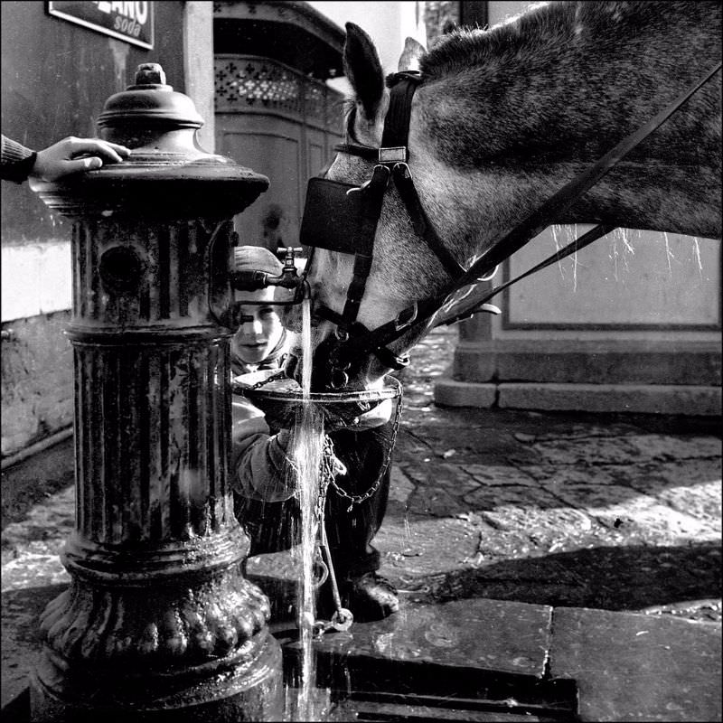 A horse drinking water.