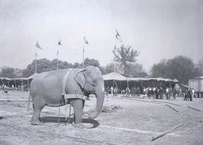 Barnes-Sells-Floto circus elephant “Barnes Ruth” at Centennial Park, 1938