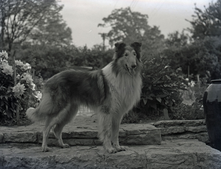 Carr Payne family collie dog, 1939