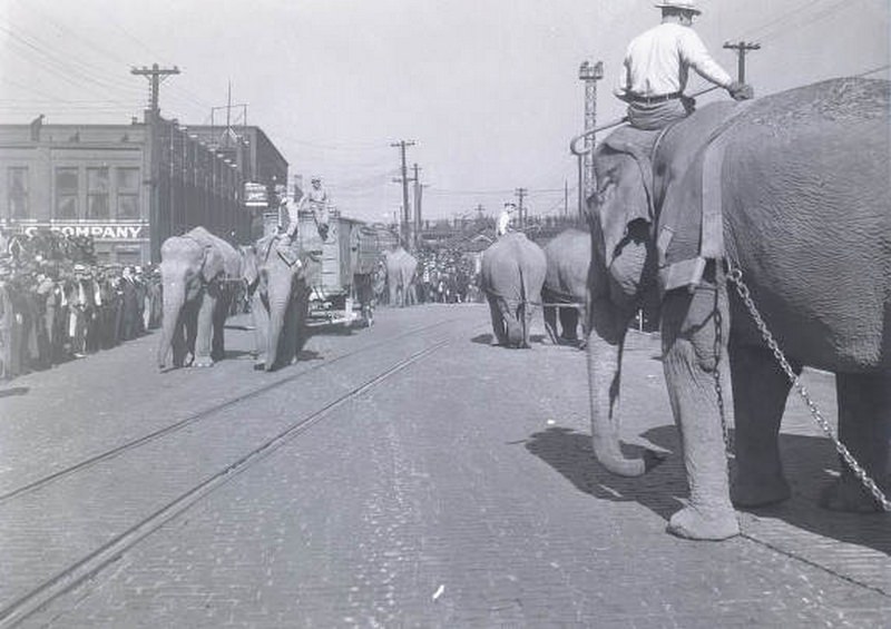 Circus wagons being towed by elephants, Nashville, Tennessee, 1938