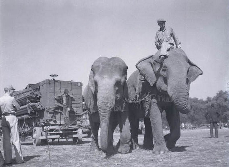 Frieda and Trilby of the Barnes-Sells-Floto circus show that played at Centennial Park, Nashville, 1938