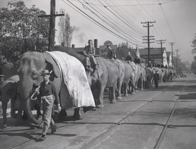 Ringling-Barnum elephants walking out Charlotte Avenue to Centennial Park from the north end of Kayne Avenue, 1938